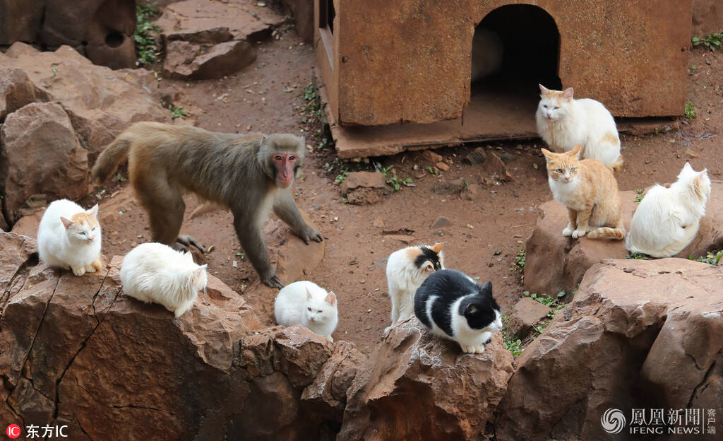 昆明动物园猴、猫共住猴山_手机凤凰网