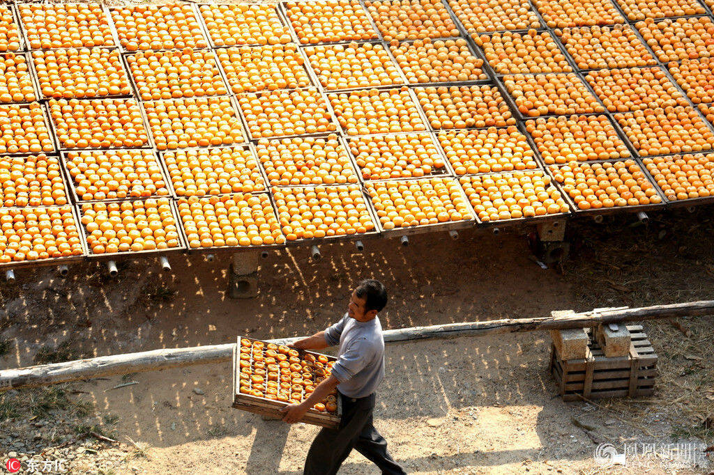 广西瑶乡晒柿饼 一派丰收景象