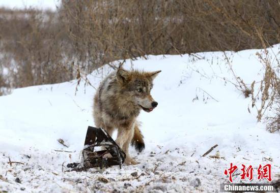 他们俩合力将一只身陷兽夹的狼勒死了