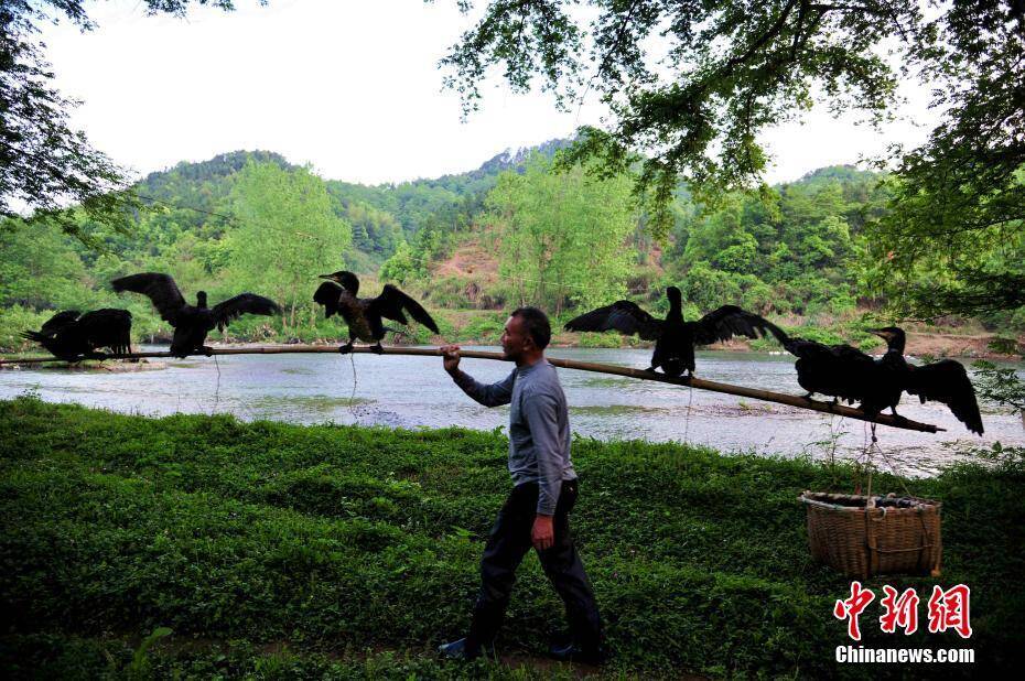 江西万载鸬鹚捕鱼人的一天