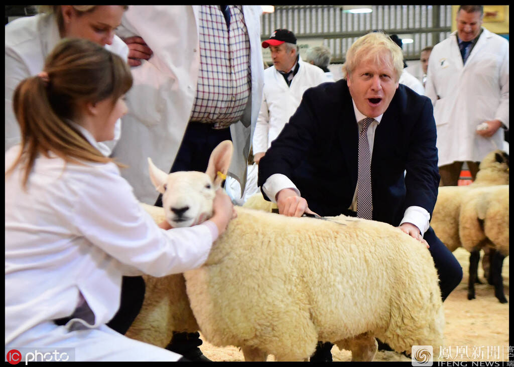 英国首相鲍里斯-约翰逊参观皇家威尔士冬季展,亲自体验了一次剪羊毛