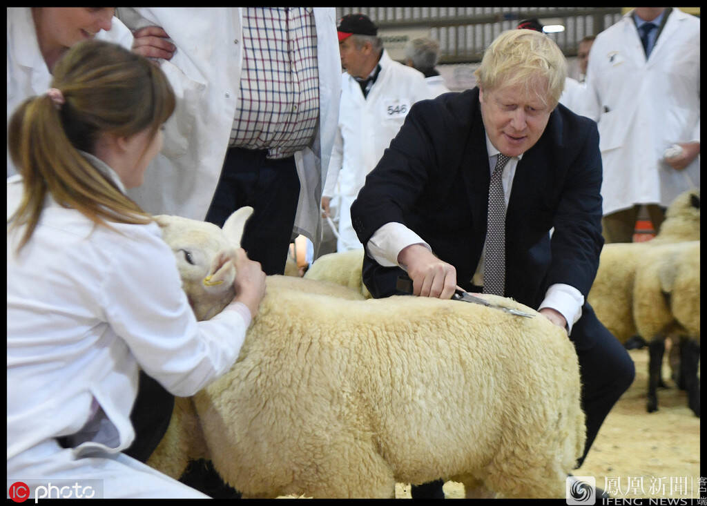 英国首相鲍里斯-约翰逊参观皇家威尔士冬季展,亲自体验了一次剪羊毛