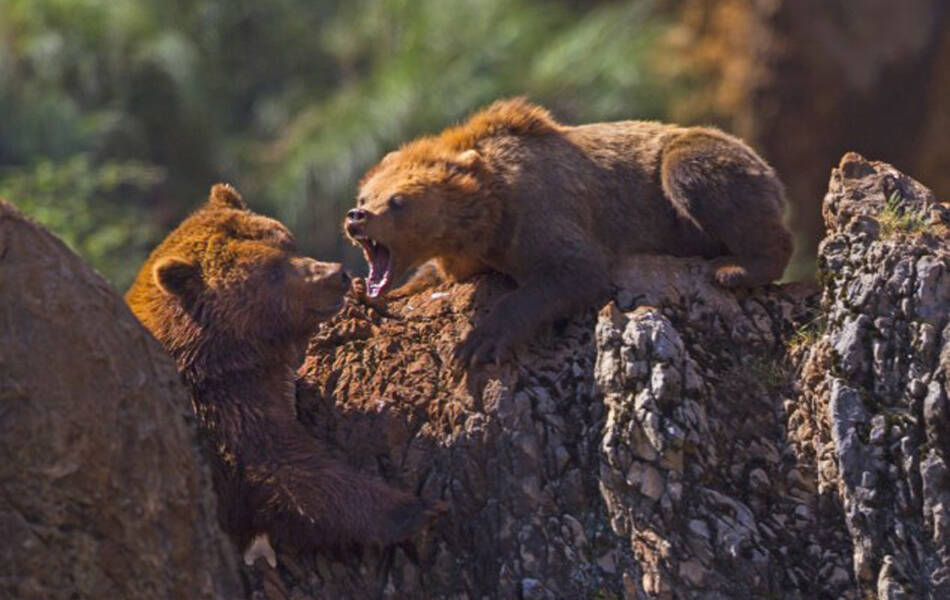 西班牙棕熊夫妻吵架母熊吼走公熊