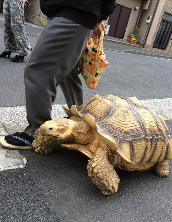 日本街头惊现"真人版龟仙人"