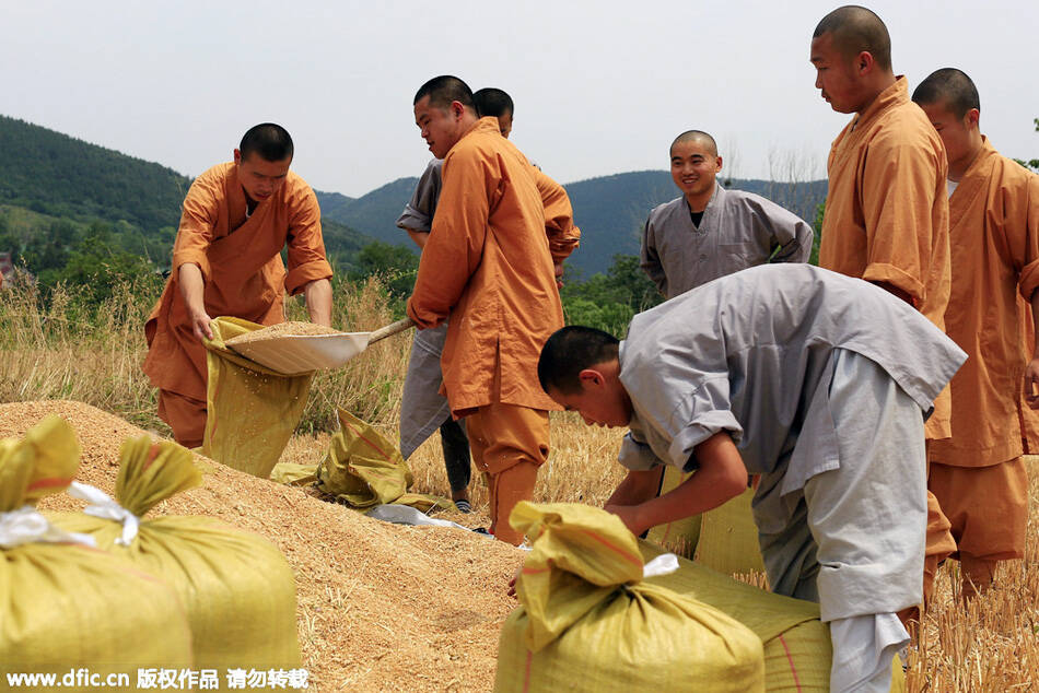 少林寺120亩作物成熟 小和尚开车收麦