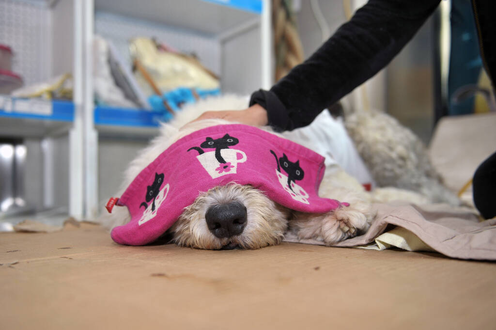 宠物狗生病吃虫草 主人医院打地铺陪护