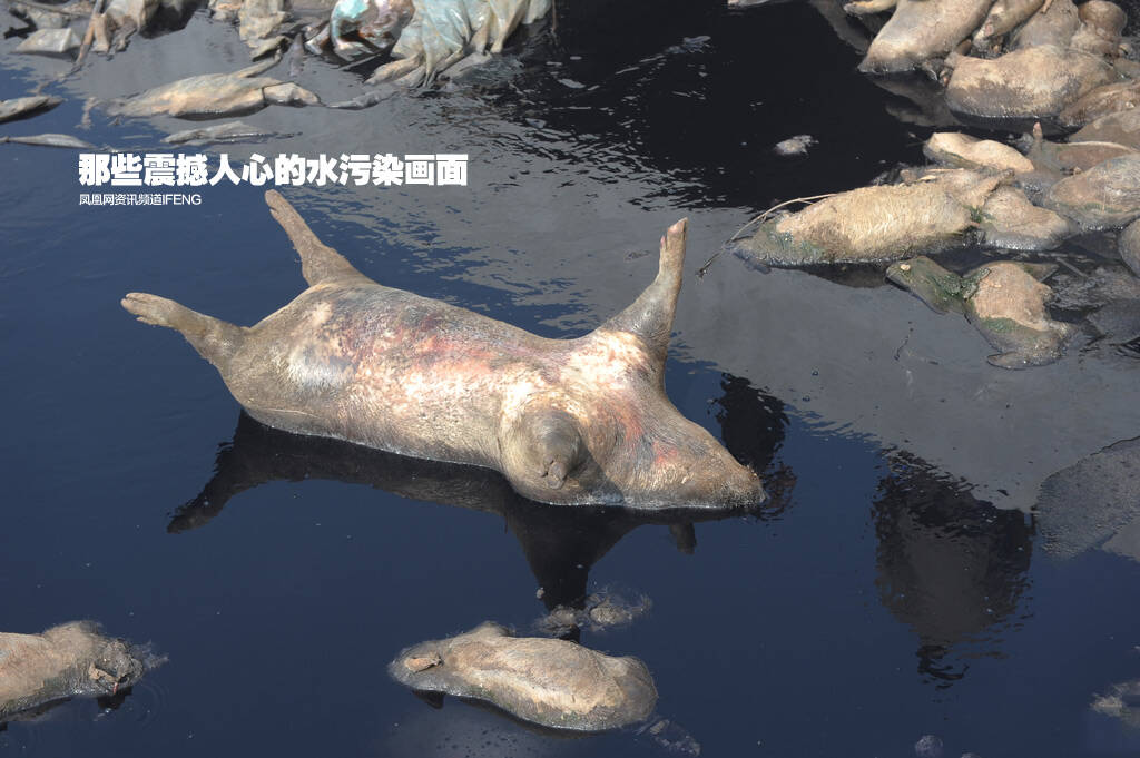 那些震撼人心的水污染画面_手机凤凰网
