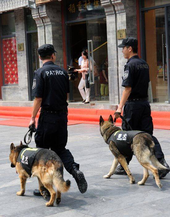北京:650只警犬上街巡逻 _手机凤凰网