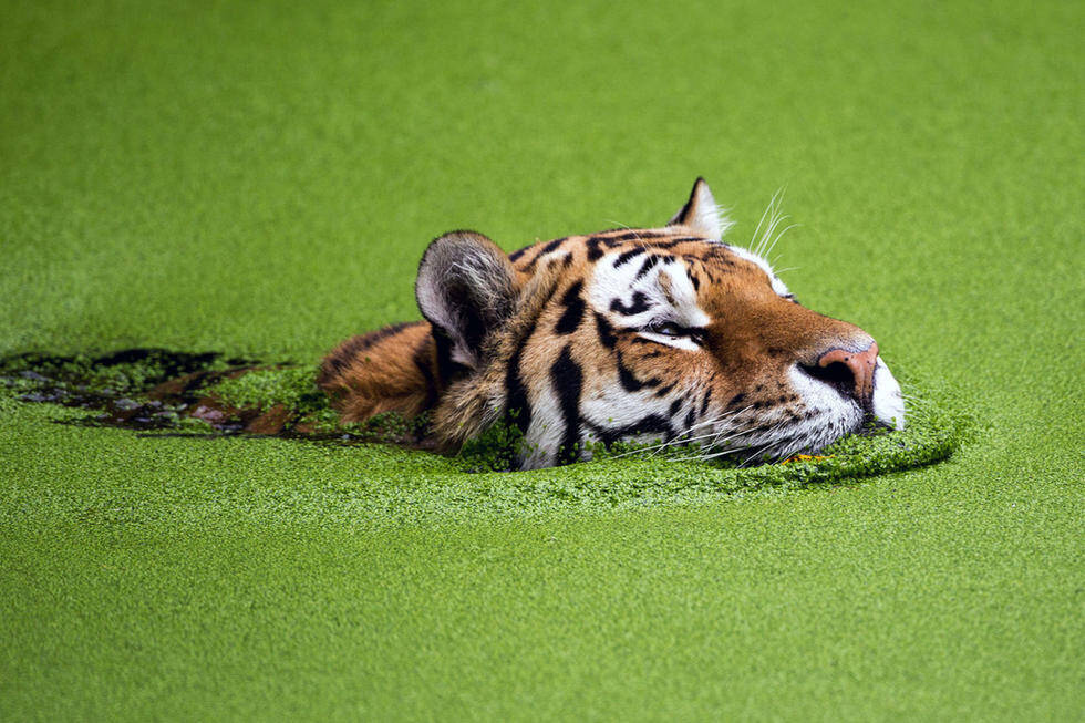老虎在水藻中游泳