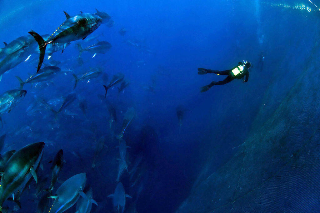 地中海的蓝鳍金枪鱼群