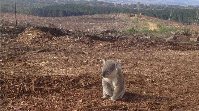 一组动物受害的照片