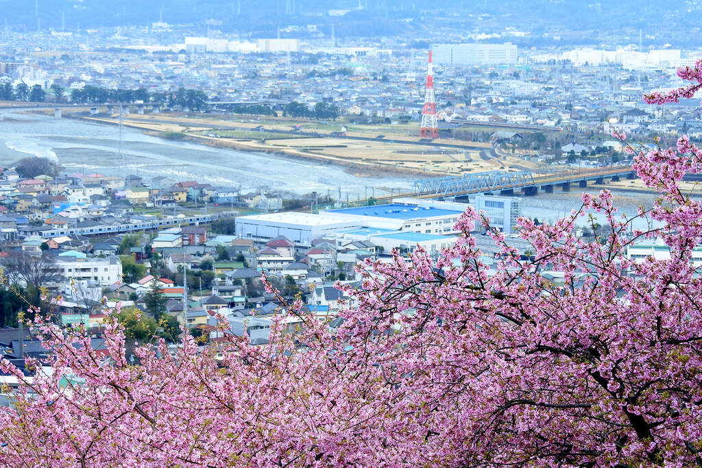 日本神奈川櫻花祭