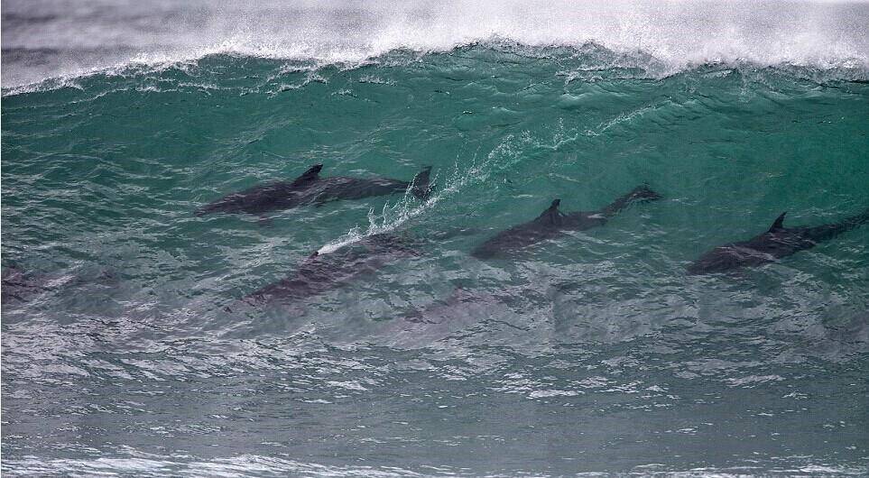 海豚冲浪