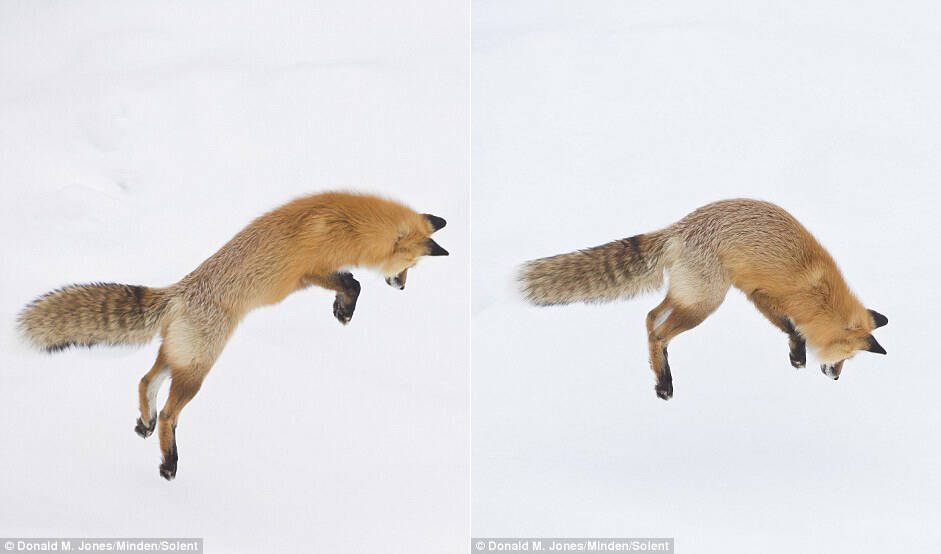 狐狸雪地捕猎画面