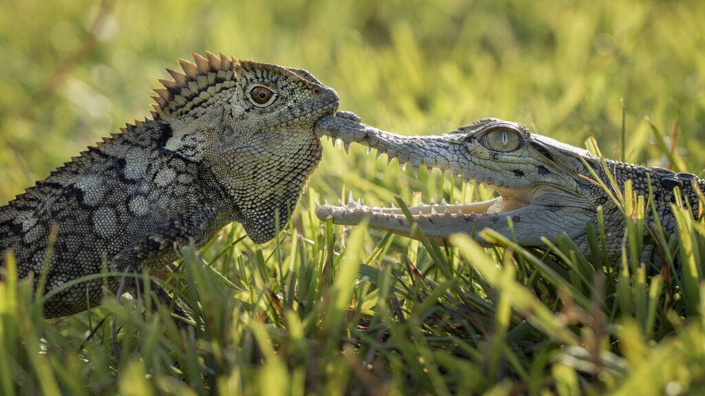 蜥蜴与鳄鱼的友谊_手机凤凰网