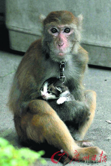 大猫猴子长啥样图片