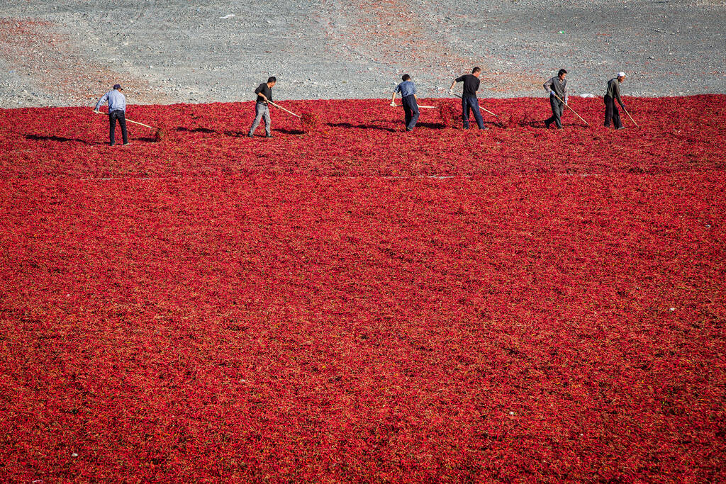 新疆:戈壁上的辣椒景观