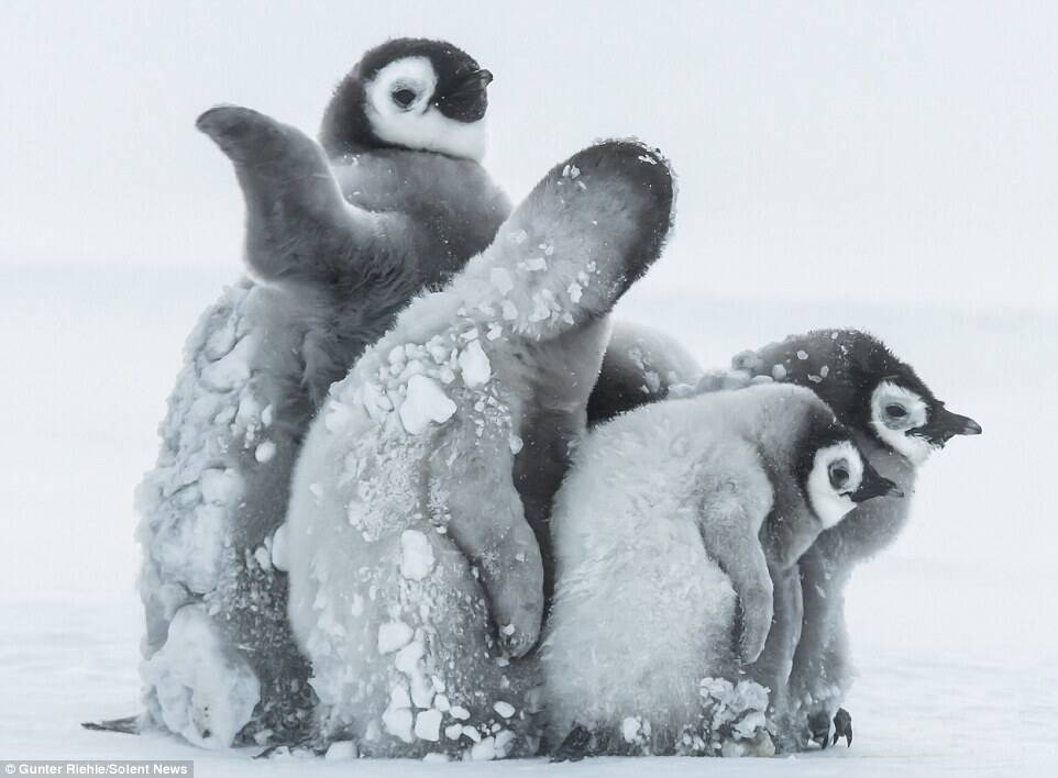 帝企鹅宝宝抵御暴风雪画面