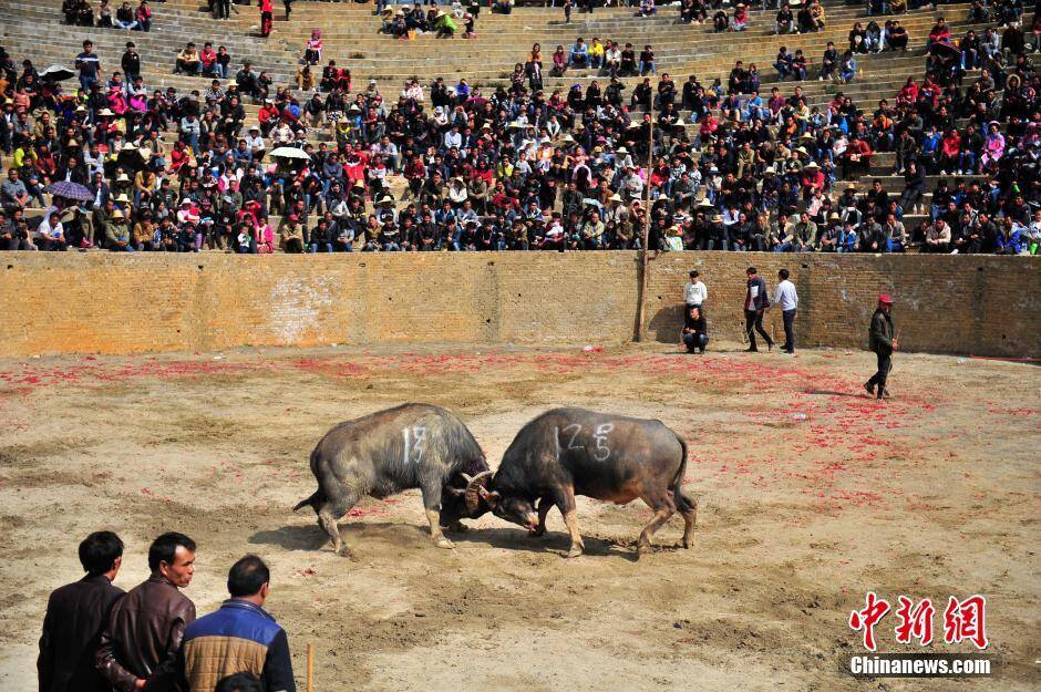 云南蒙自:"花山节"上演牛王争霸