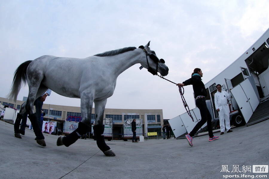 上海环球马术冠军赛首批赛马抵沪