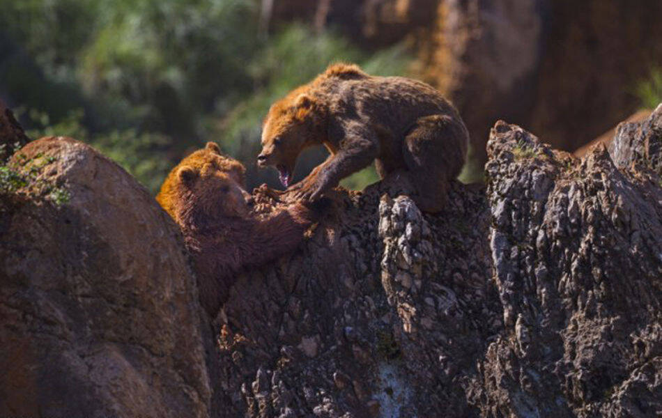 西班牙棕熊夫妻吵架母熊吼走公熊