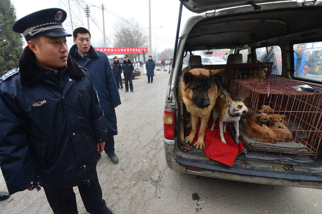 北京高丽营大集旁当街杀狗贩卖