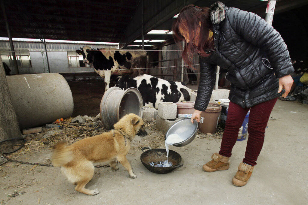 江苏奶农:鲜奶用来喂狗浇田 价格远不如矿泉水