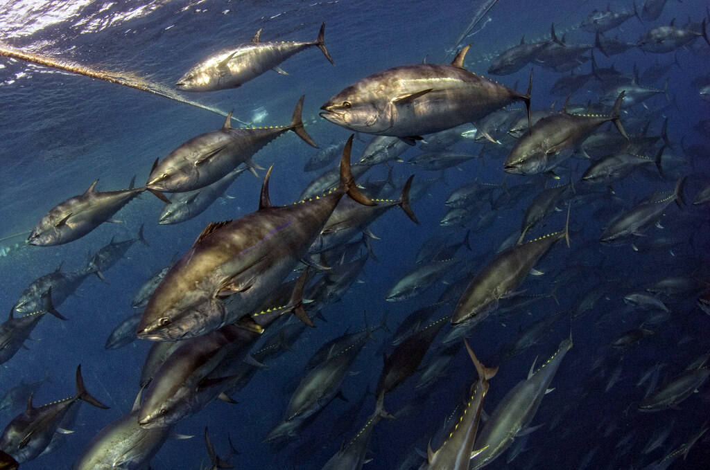 蓝鳍金枪鱼养殖图片