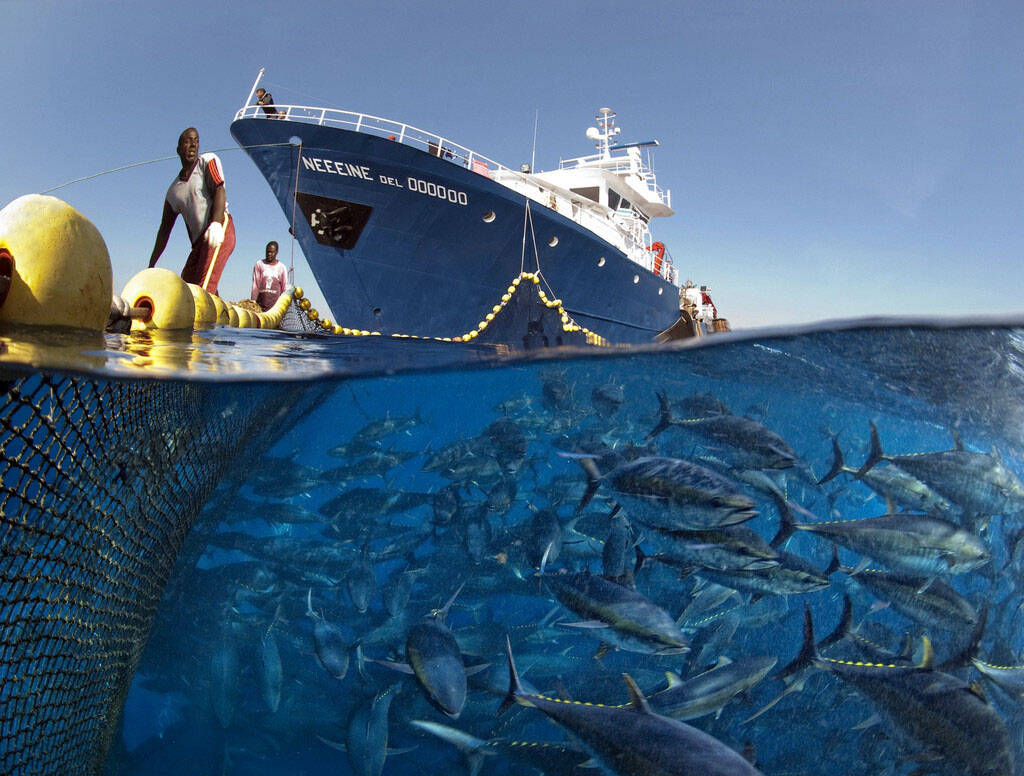 地中海的藍鰭金槍魚群