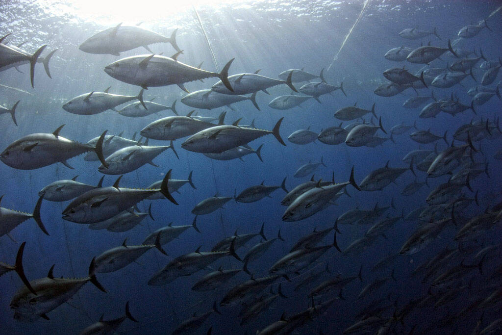 地中海的藍鰭金槍魚群