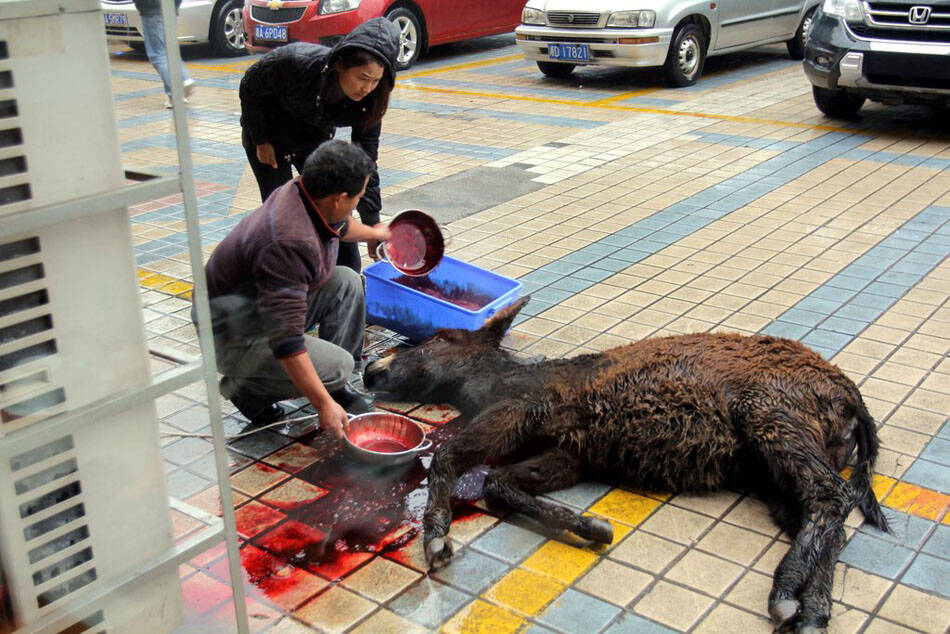 被人类杀死来享用的动物们