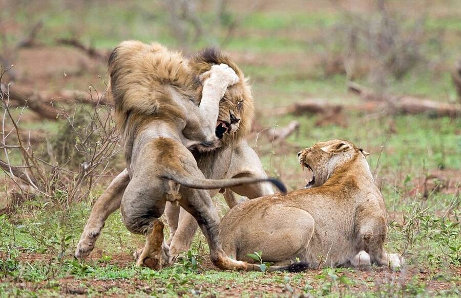 南非两雄狮为争与一头雌狮交配打得你死我活(图)