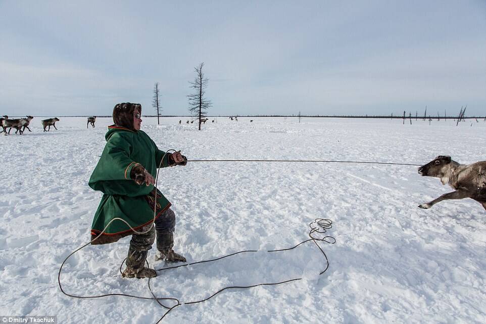 1/27 3月17日报道,俄罗斯摄影师德米特里特卡丘克(dmitry tkachuk)
