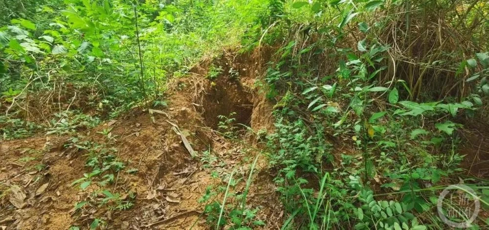 ▲村民祖坟被挖。图片来源/四川广播电视台