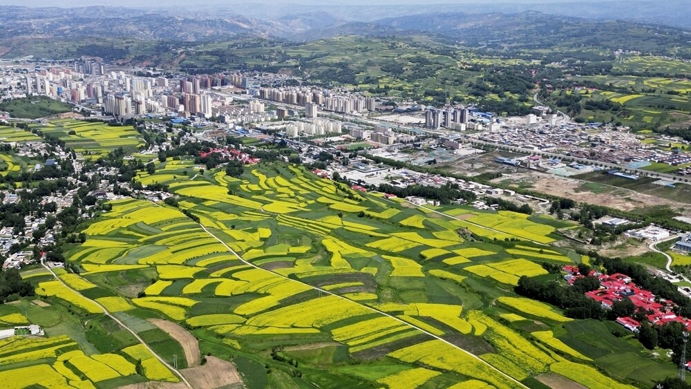 积石山县吹麻滩镇油菜花田景色 图片来源：新华社