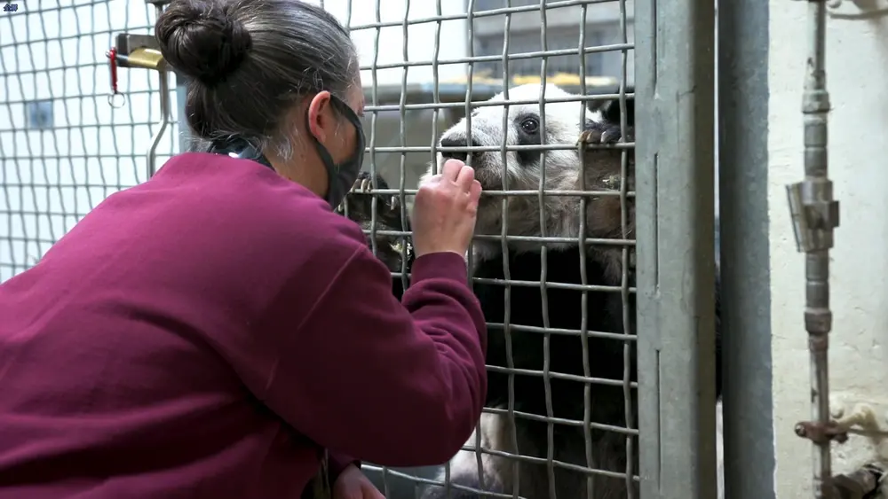 孟菲斯动物园工作人员在对大熊猫进行行为训练。中国动物园协会官网 资料图
