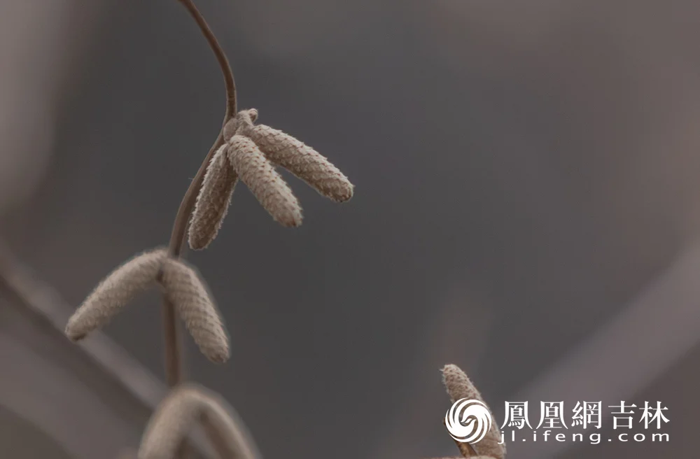 暴雪退场！长春的春天藏不住了