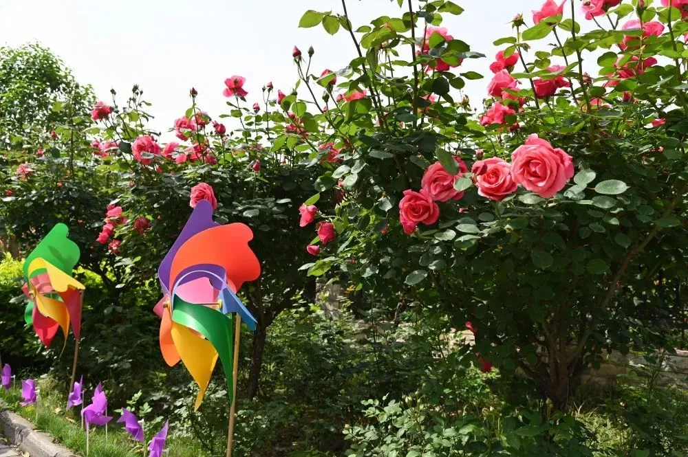 秦汉新城数十万株名贵花卉陪你过五一！（秦汉新城花海在哪里）