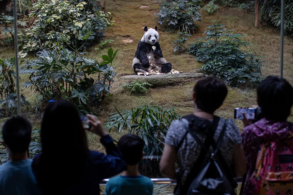 2020年9月18日，中国香港海洋公园，游客在观看大熊猫安安吃竹笋。IC 图