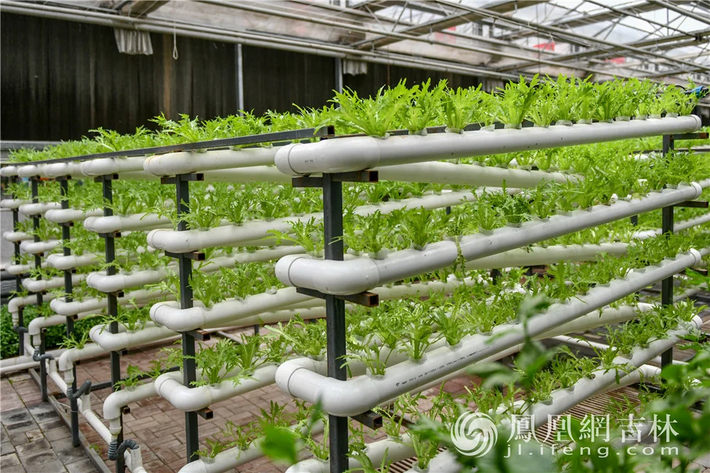 农博会上展示的高新农业科技。凤凰网吉林 梁琪佳摄