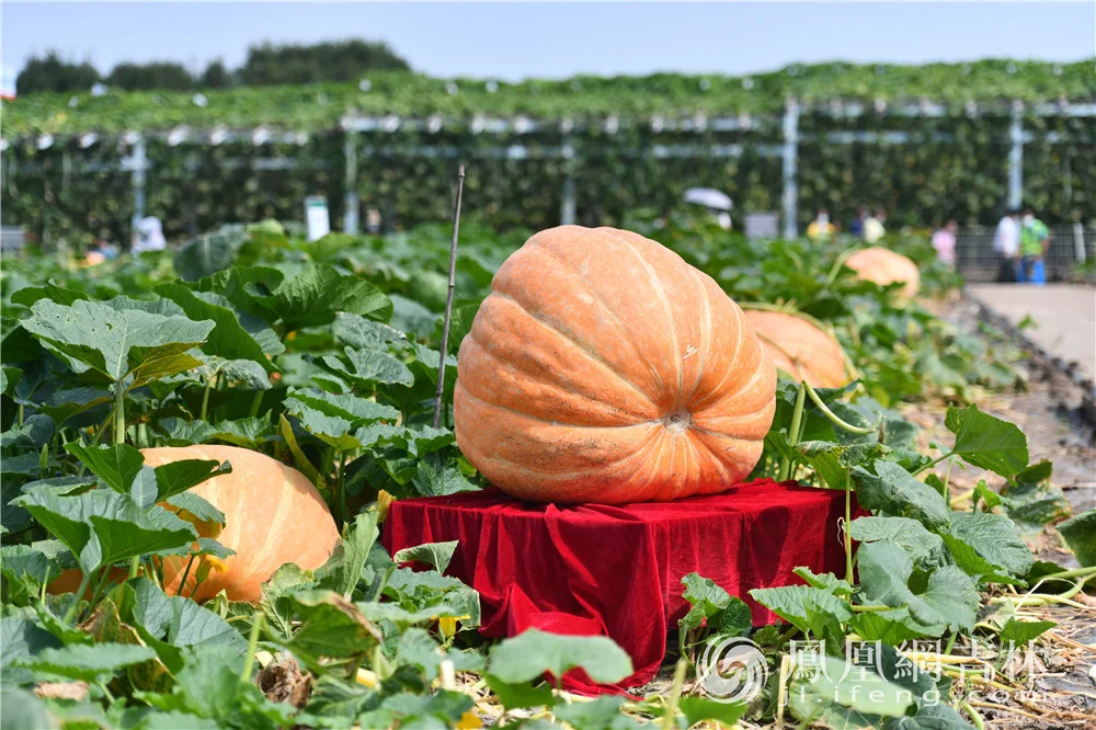 农博会上展出的巨型西瓜、南瓜。凤凰网吉林 梁琪佳摄