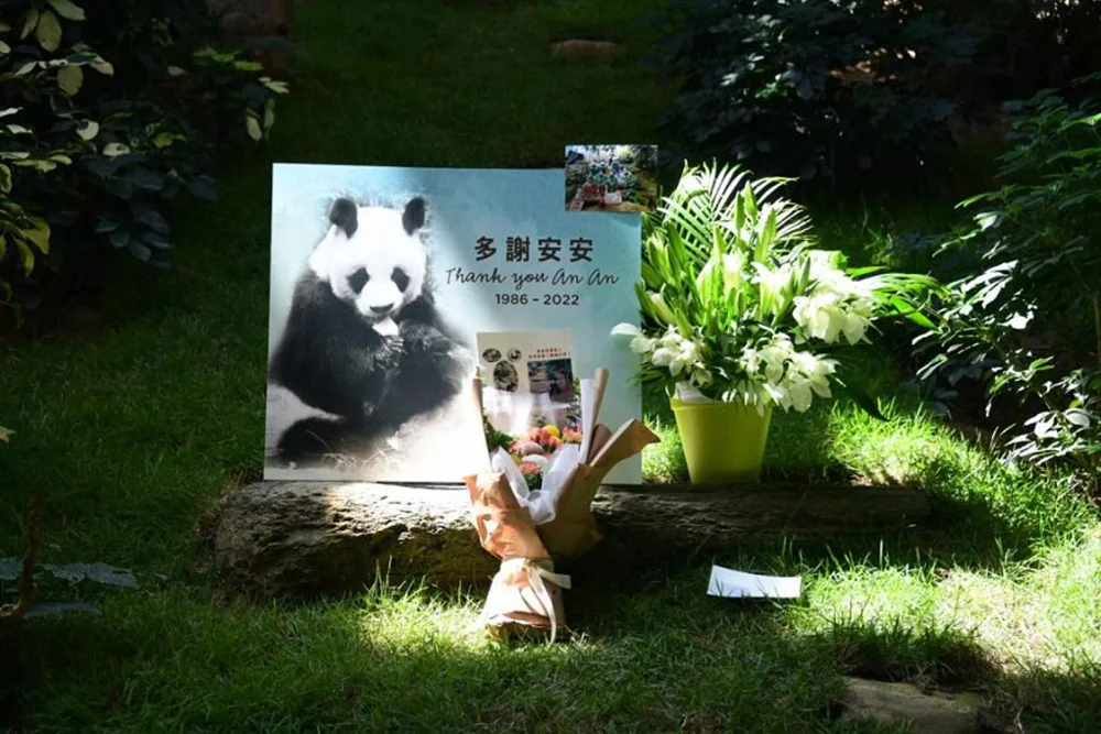 多謝安安！大熊貓安安在港離世，終年35歲！
