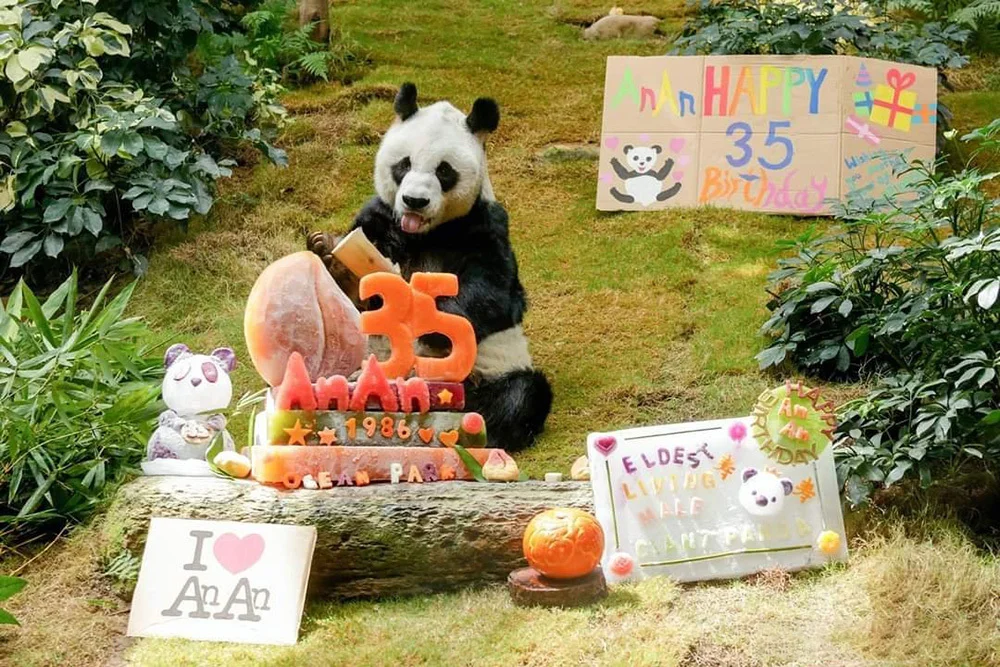 大熊猫安安在过35岁生日。