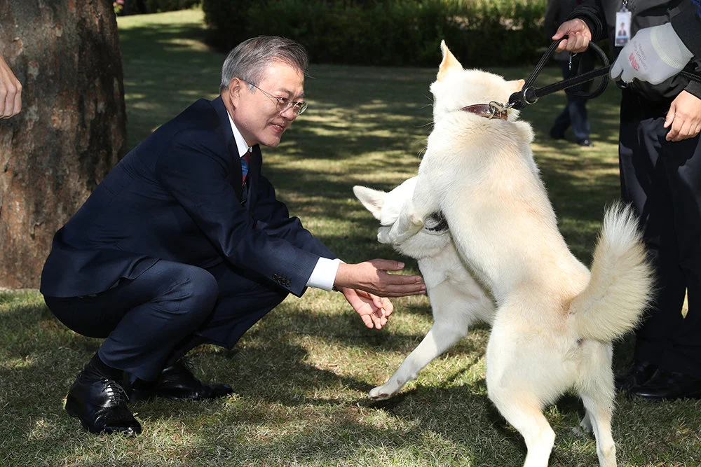 当地时间2018年10月12日，韩国首尔，文在寅与金正恩赠送的丰山犬互动。视觉中国 资料图
