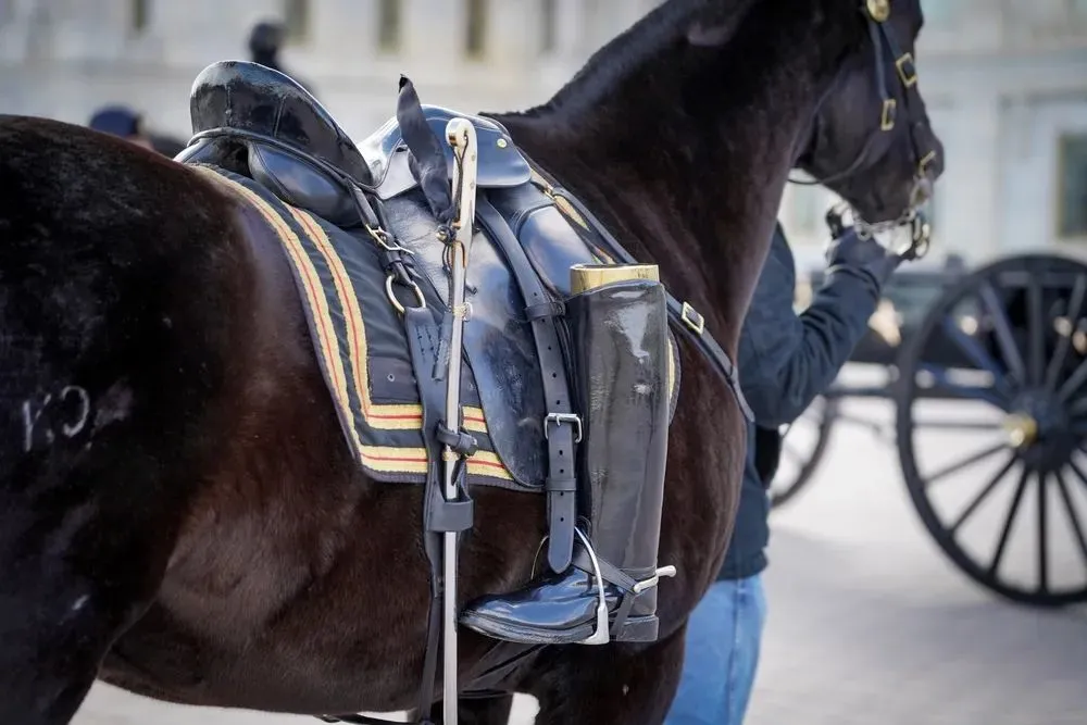  ϵװ(riderless horseͼý