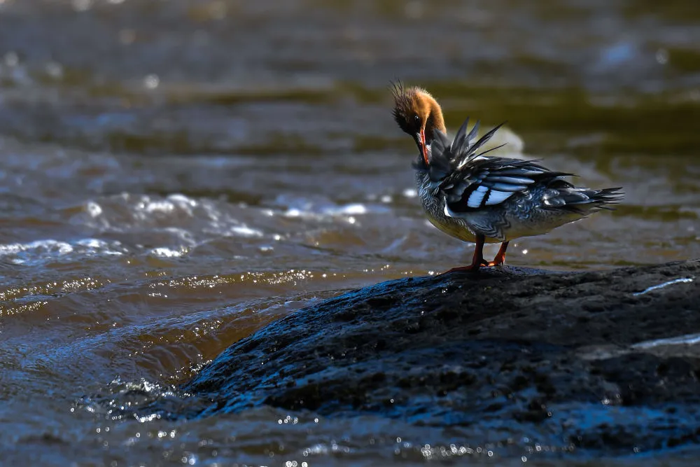 这是在长白山国家级自然保护区内拍摄的中华秋沙鸭。新华社记者 许畅