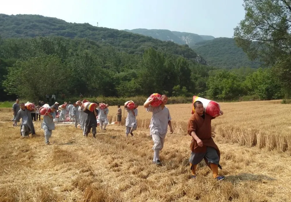 少林寺僧众到禅耕农场出坡收割小麦