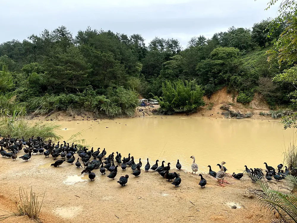 因大量泥水涌入，养殖场的水浑浊了不少