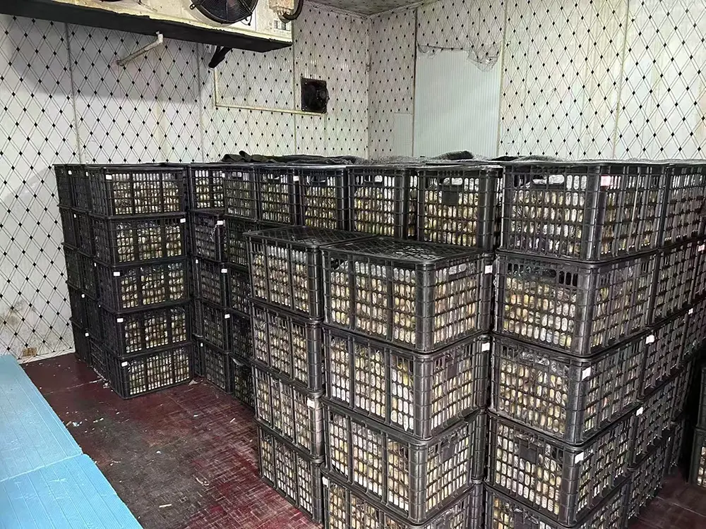 猕猴桃在冷库中预冷和储存（作者拍摄）