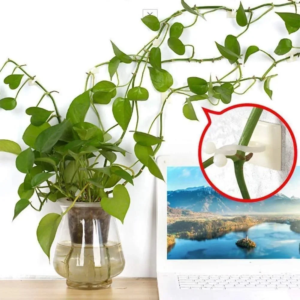 用这6种不同的方法，让盆栽绿植在墙上攀爬生长-怎么让植物爬墙
